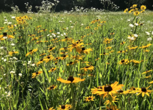 www.grasslandheritage.org/blackjack