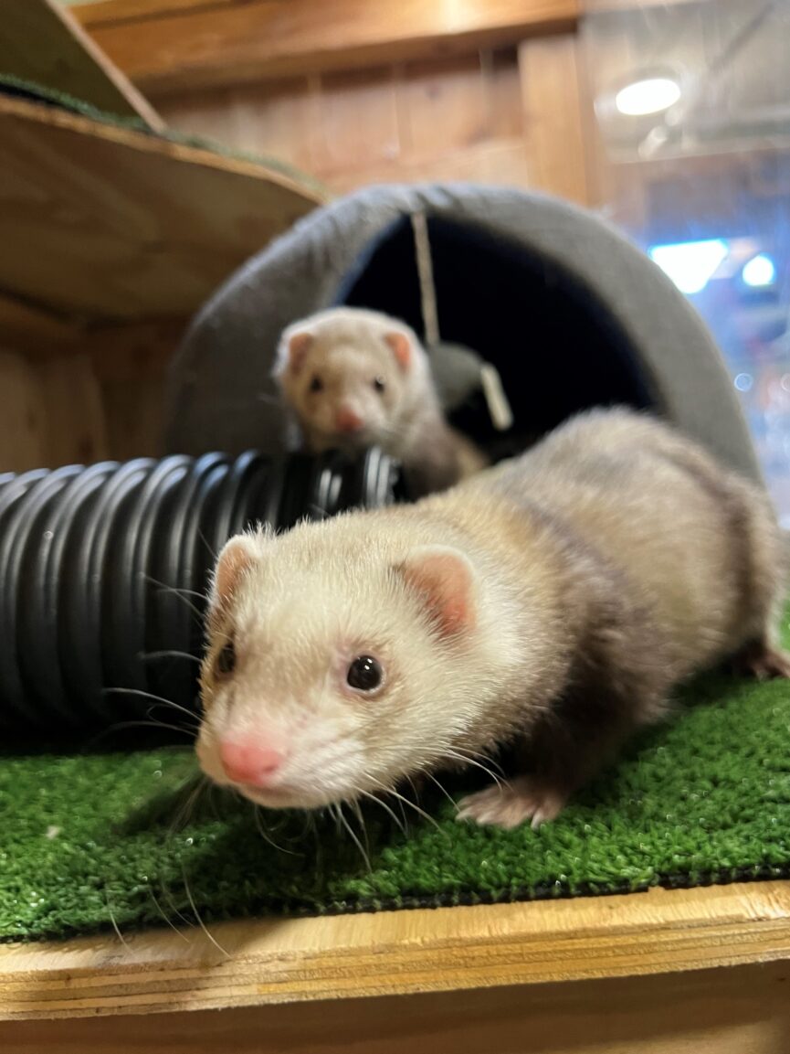 European ferrets used in cloning project of black-footed ferret take ...